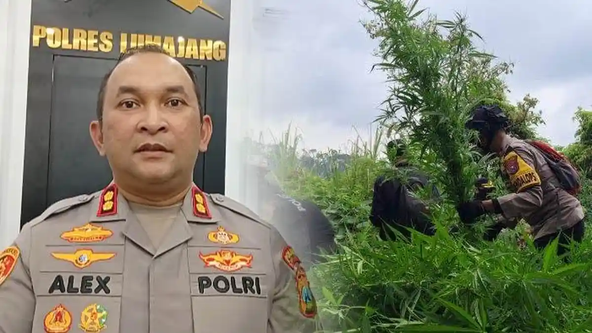 DPO Bos Ladang Ganja Semeru Lumajang Sulit Terdeteksi, Polisi: Dia ...