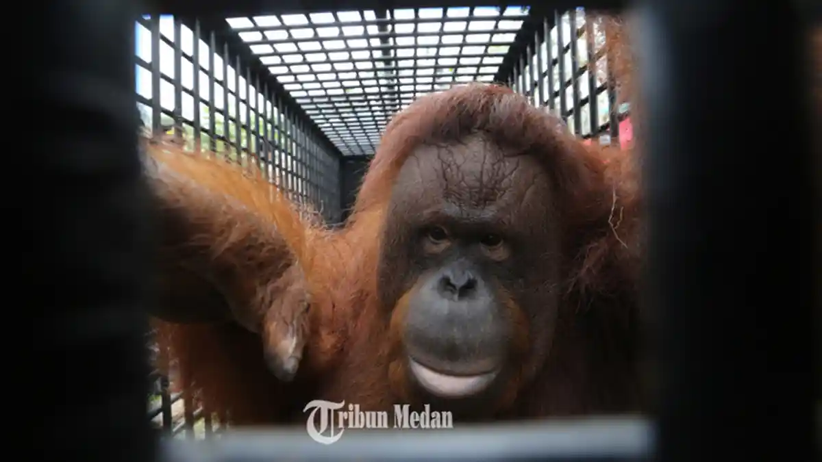 Tim Dokter Ragunan Nyatakan Medan Zoo Layak Untuk Orangutan