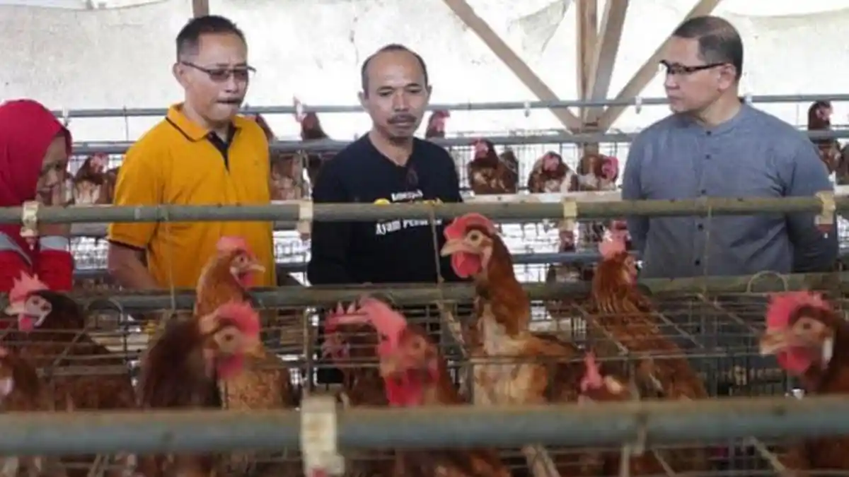 Harga Telur Ayam Melonjak, Pj Wali Kota Batu Berencana Beri Subsidi Pakan Ternak