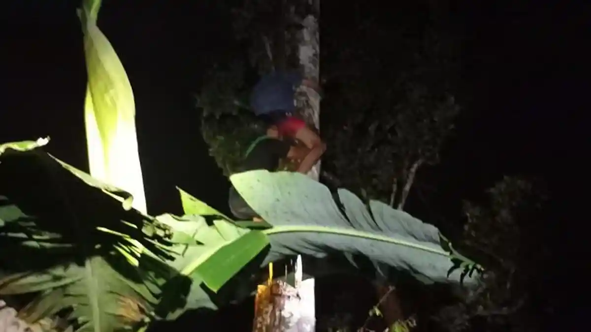 BREAKING NEWS: Cekcok dengan Keluarga, Remaja Wonosobo Nekat Panjat Pohon Durian Setinggi 15 Meter