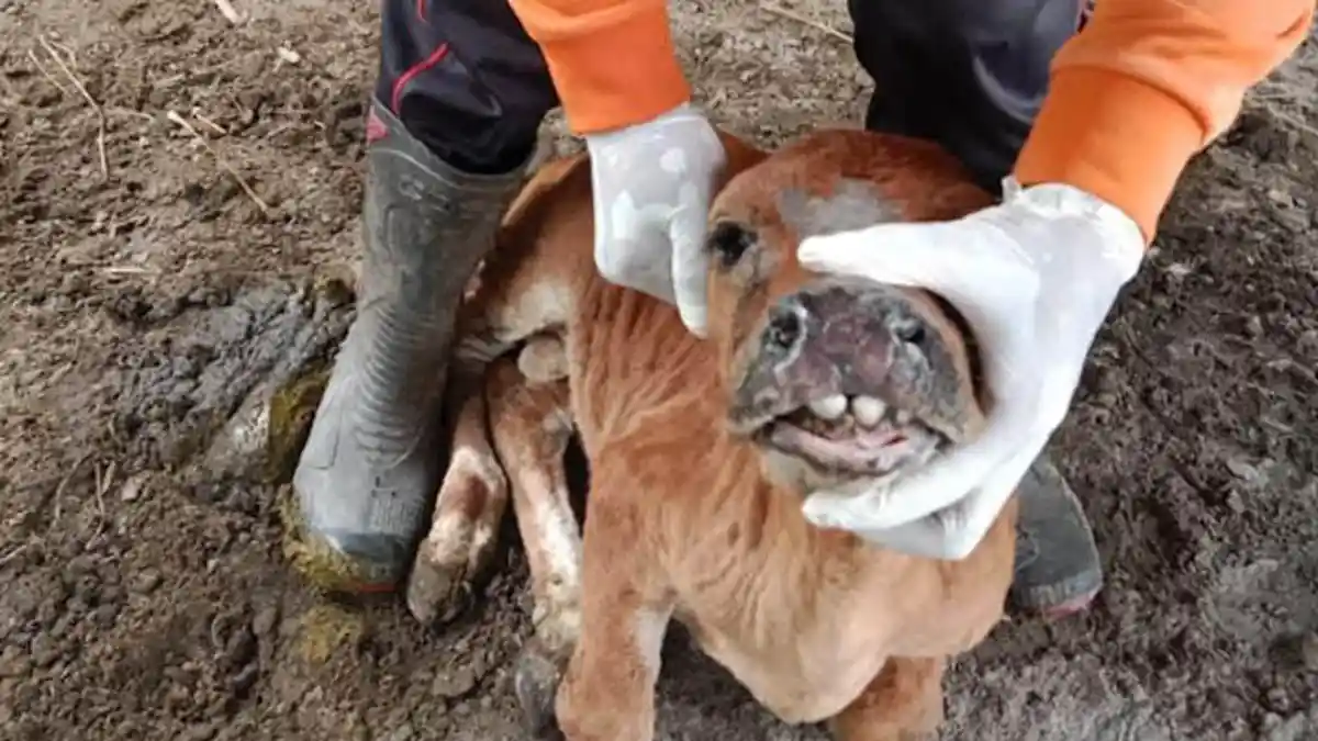 Ini Jumlah Sapi di Aceh Utara yang Terindikasi Infeksi Penyakit Mulut dan Kuku
