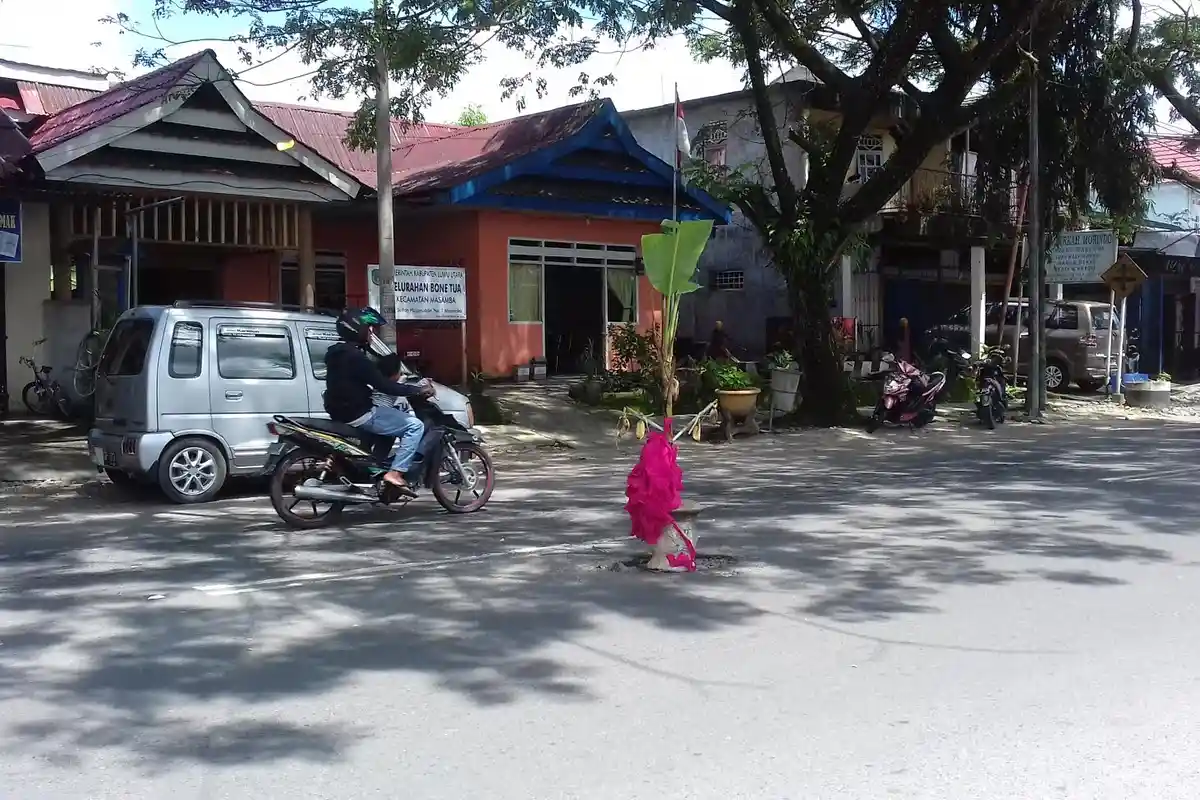 Ada Pohon Pisang di Jalan Depan Kantor Lurah Bone Tua Luwu Utara, Begini Ceritanya
