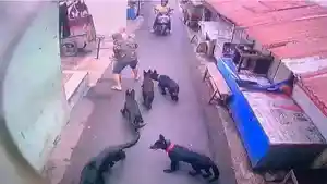 DIGIGIt-anjing-di-bandung.jpg