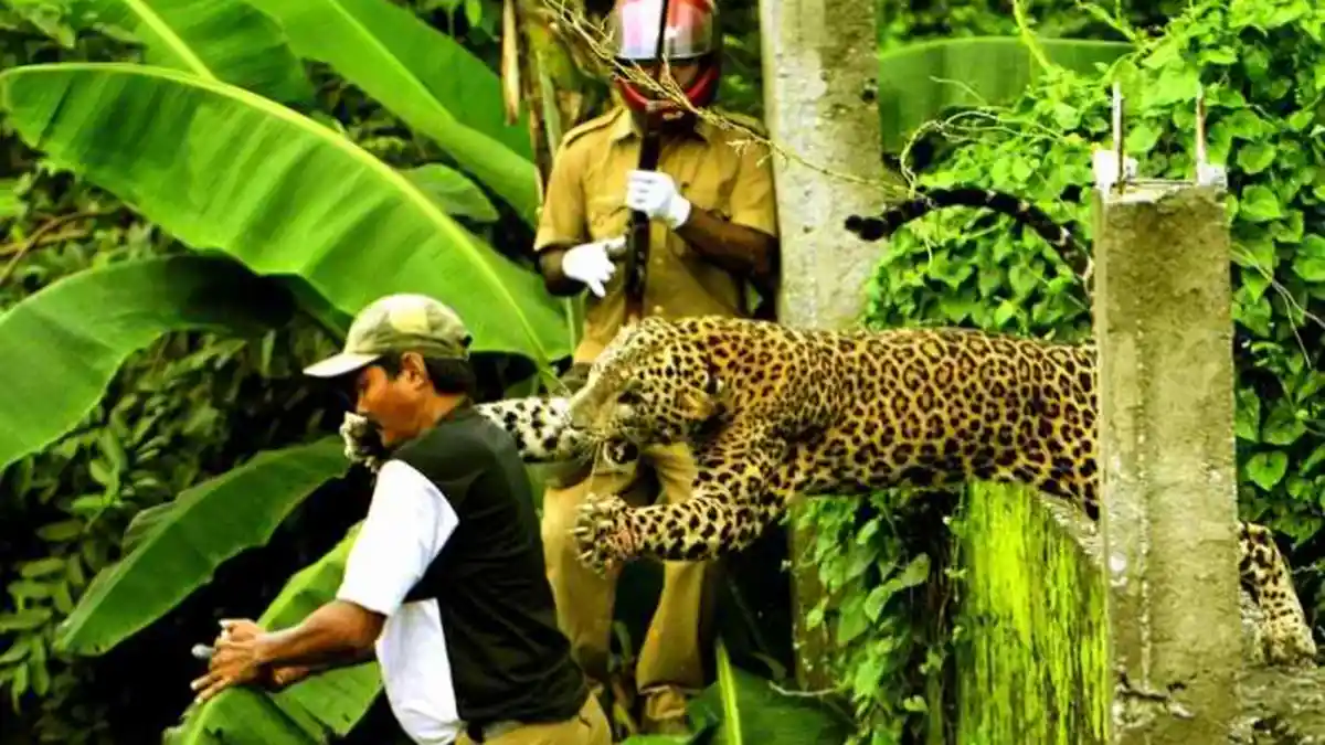 Bak Superhero, Bocah 14 Tahun Selamatkan Saudaranya dari Serangan Macan Tutul Pakai Batu dan Tongkat