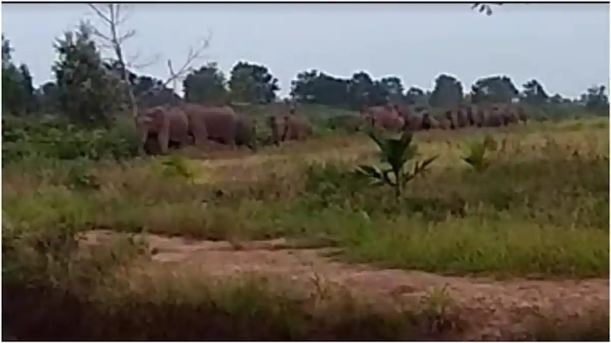 Puluhan Gajah Mengamuk di Desa Bukit Batu OKI, Nyaris Masuk Area Permukiman Warga