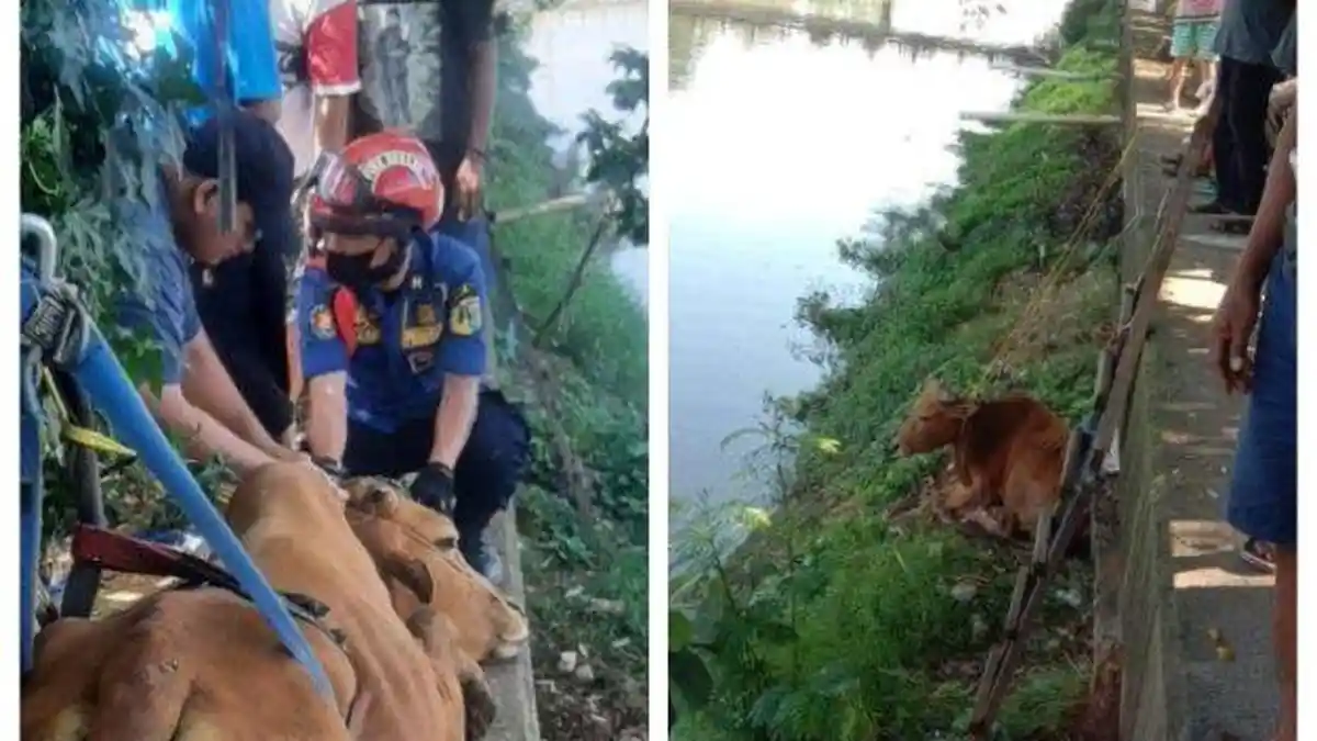 Sapi Tercebur di Kali Kembangan, Warga Heboh Dikira Penangkapan Hewan Buas Buaya 