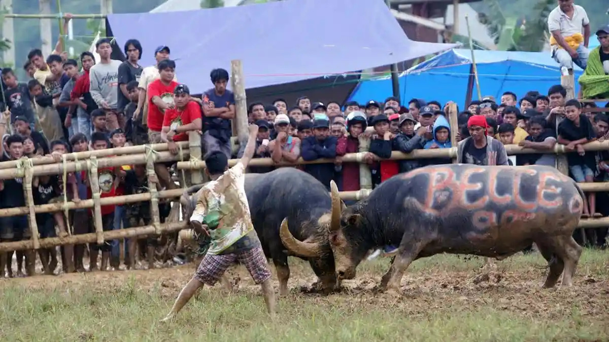 Penasaran Nonton Ma' Pasilaga Tedong di Toraja, Ini Jadwal Bulan Desember