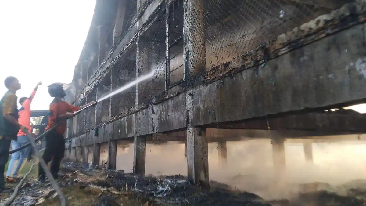 Warga Dengar Suara Ledakan sebelum Kandang Terbakar dan Hanguskan 36.000 Ekor Ayam di Kudus