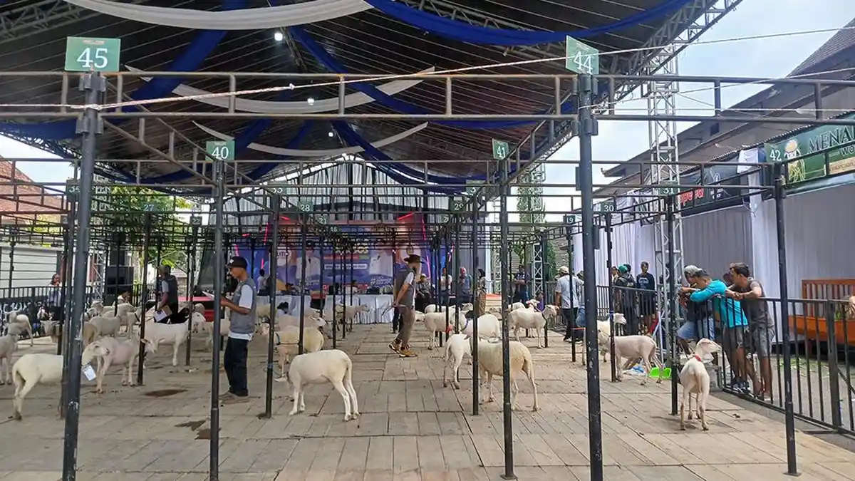 Bocah Wonosobo Bakal Dapat Beasiswa Kambing, Sekda: Biar Tak Cuma Main HP, Belajar Tanggung Jawab