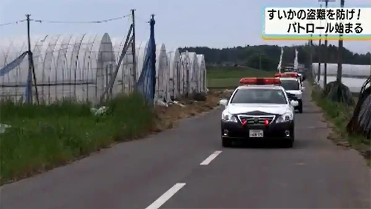 Patroli di Selatan Jepang Antisipasi Pencurian Semangka