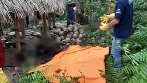 Seorang-petani-di-Desa-Onggunoi-Kecamatan-Pinolosian-Timur-Pintim-Kabupaten-Bolsel.jpg