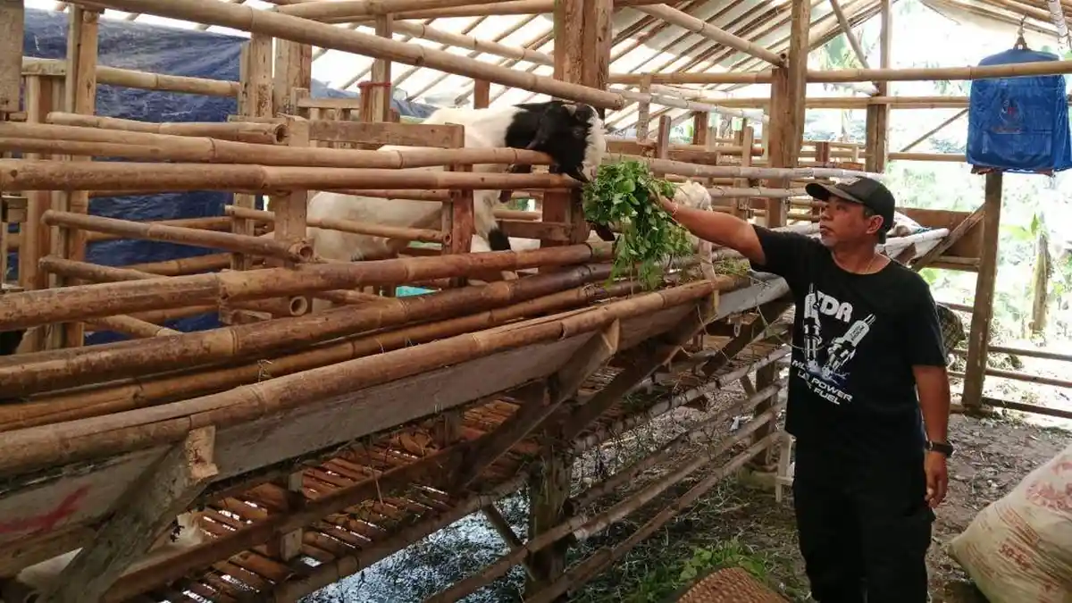 Jelang Idul Adha, Peternak Perketat Pengawasan Hewan Kurban untuk Cegah PMK