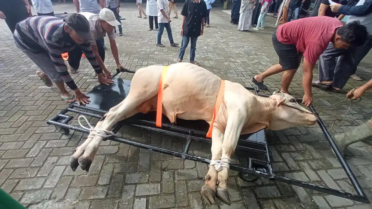 Tips DPKH Riau: Cara Menyembelih Hewan Kurban Agar Daging Aman Dikonsumsi
