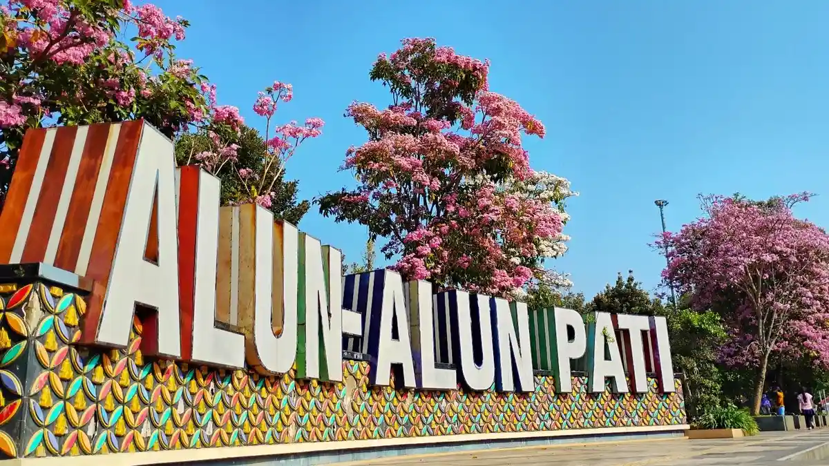 Tabebuya Bermekaran di Alun-Alun Pati, Bibitnya Dibagi-bagi Gratis