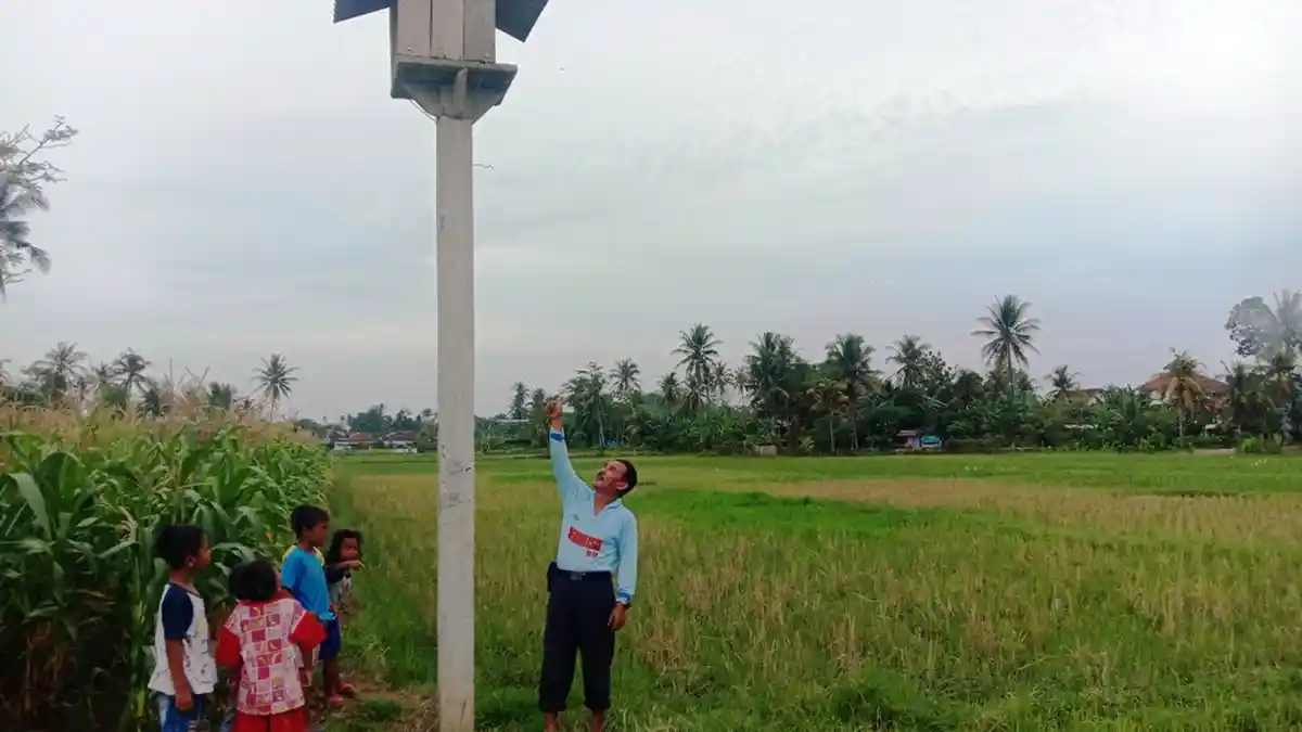 Petani di Pringsewu Lampung Manfaatkan Burung Hantu untuk Basmi Hama Tikus