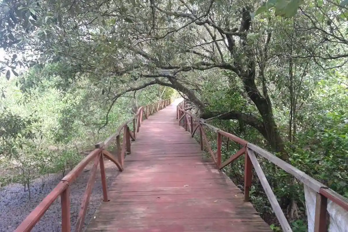 Ngabuburit di Pantai Batukaras Pangandaran, Menunggu Berbuka Puasa Sambil Belajar Tanaman Mangrove