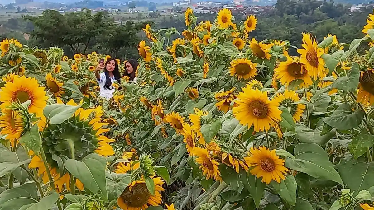 Rusa Lahap 1,8 Juta Bunga Matahari, Jejak Kaki Tersebar di Ladang ...