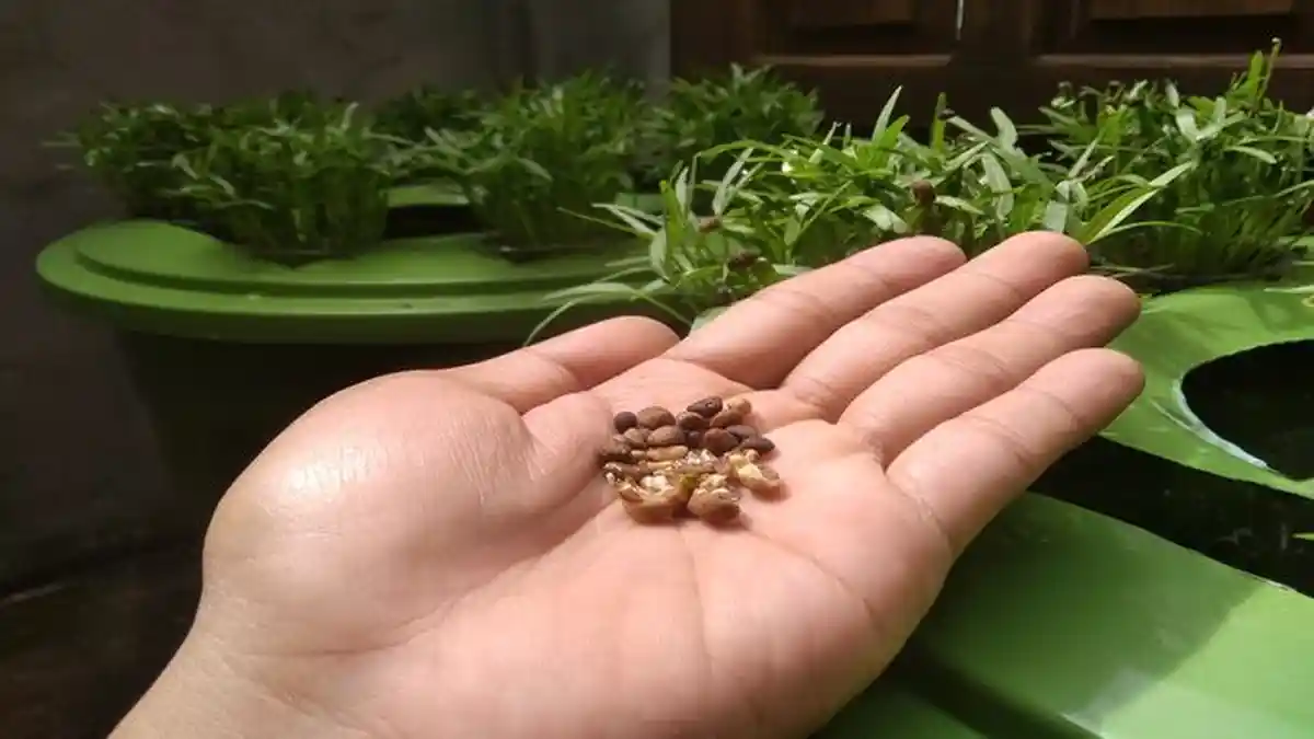 Cara Menyemai Bibit Sayuran Agar Cepat Tumbuh dan Dijamin Berhasil - semai1jpg.jpg