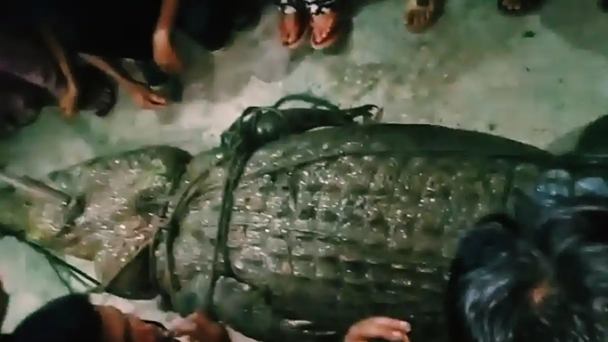 Tangkap Buaya yang Dikira Memangsa Bocah, Saat Perutnya Dibedah Ternyata Ini Isinya
