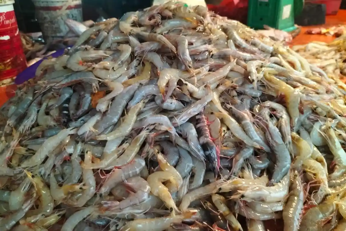 Udang Segar Baru Turun dari Nelayan Dijual di Pasar Parit 1 Kuala Tungkal