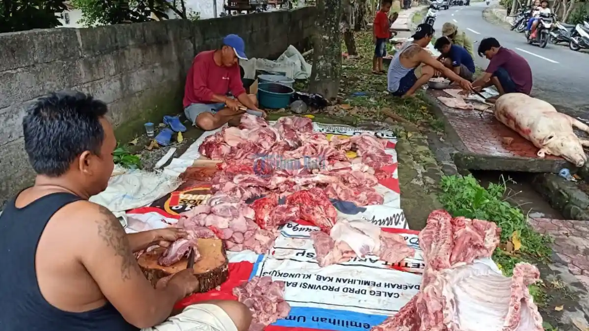 Stok Babi di Klungkung Capai 21156 Ekor, Stok dan Harga Babi di Klungkung Stabil