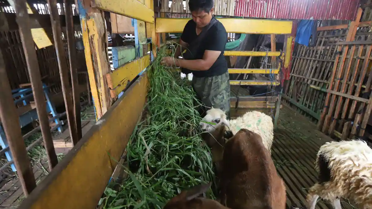 Kasus Penyakit Mulut dan Kuku yang Dilaporkan di Sleman Capai 908 Ternak