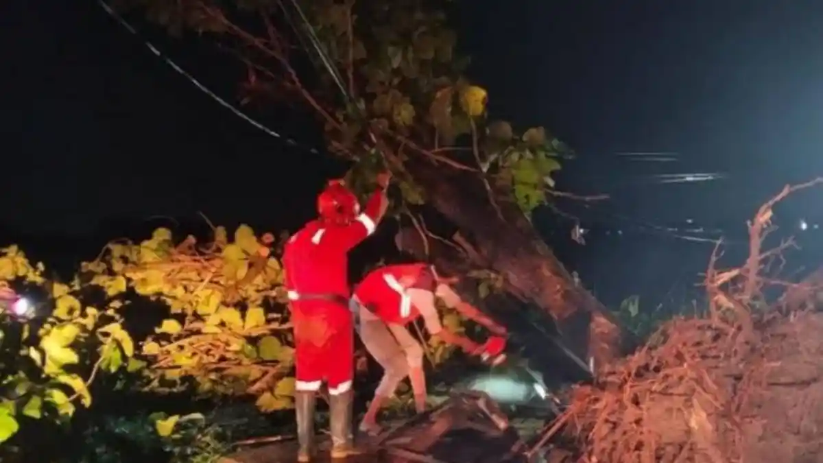 Angin Kencang Terjang Jombang, Pohon Tumbang Merusak Rumah Warga
