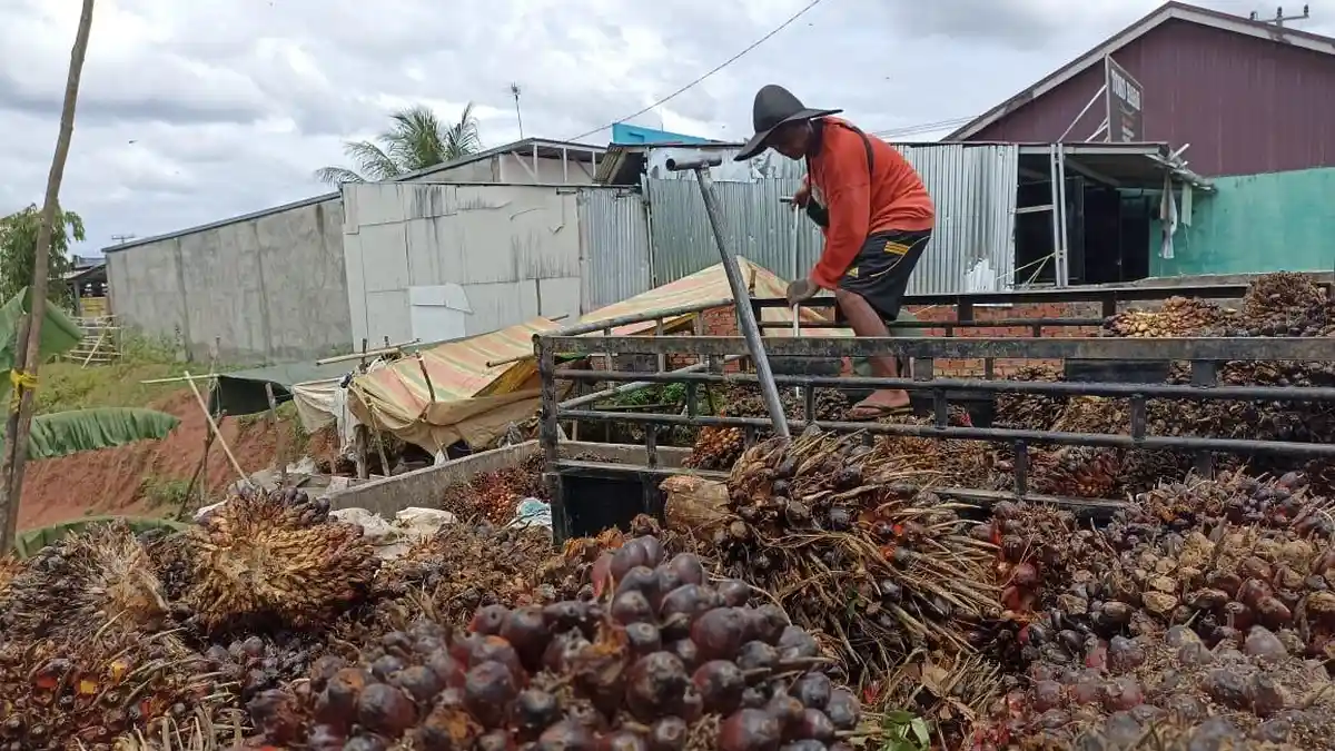 Hari Pertama Terima TBS Sawit, Seluruh PKS di Bengkulu Tengah Kompak Turunkan Harga