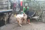 Otim-peternak-kambing-etawa-a.jpg