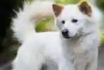 kintamani-resmi-jadi-anjing-ras-indonesia.jpg