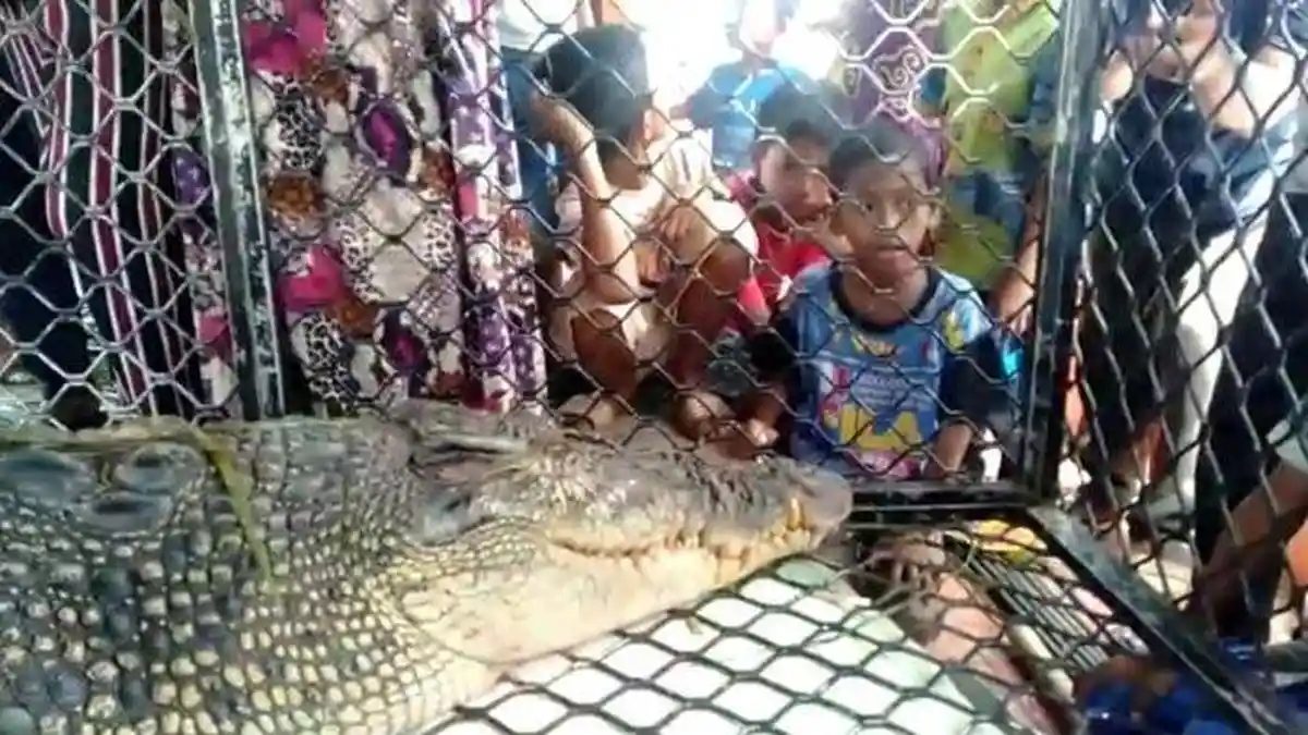 BREAKING NEWS: Pemuda Mancing Hilang Disambar Buaya, Saksi Lihat Predator Terkam Pinggang Korban