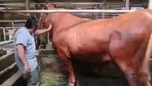 DIEGO-SAPI-LIMOUSIN-kuningan.jpg