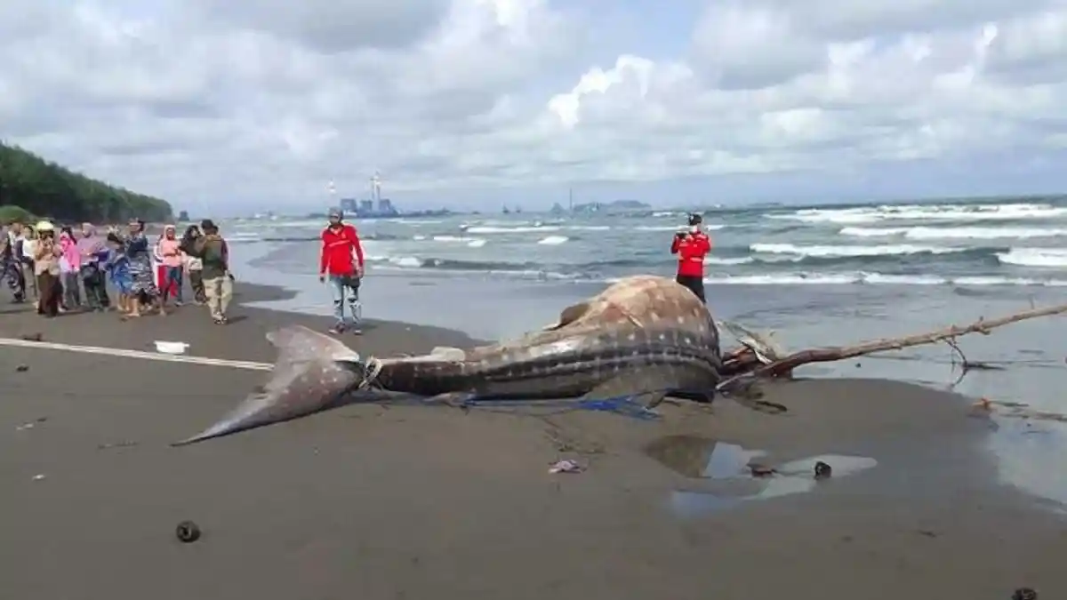 Jadi Tontonan Warga, Hiu Tutul 7 Meter Mati Terdampar di Pantai Pagak Purworejo