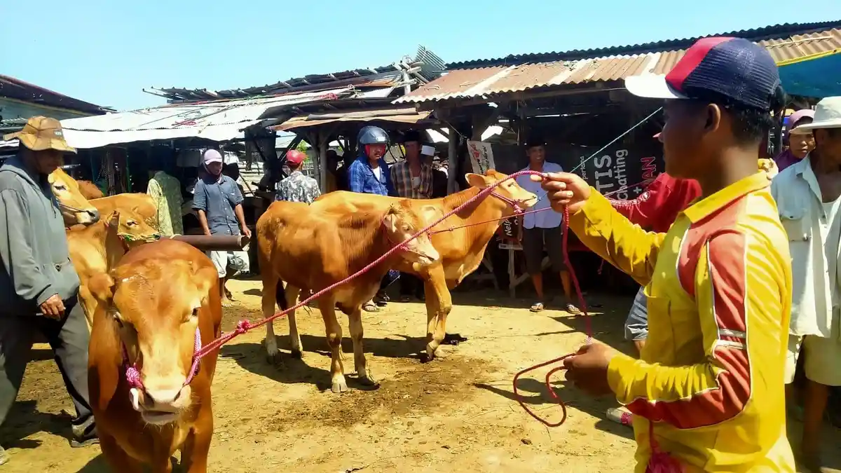 Idul Adha 2025, Harga Sapi di Sampang Madura Naik hingga 20 Persen