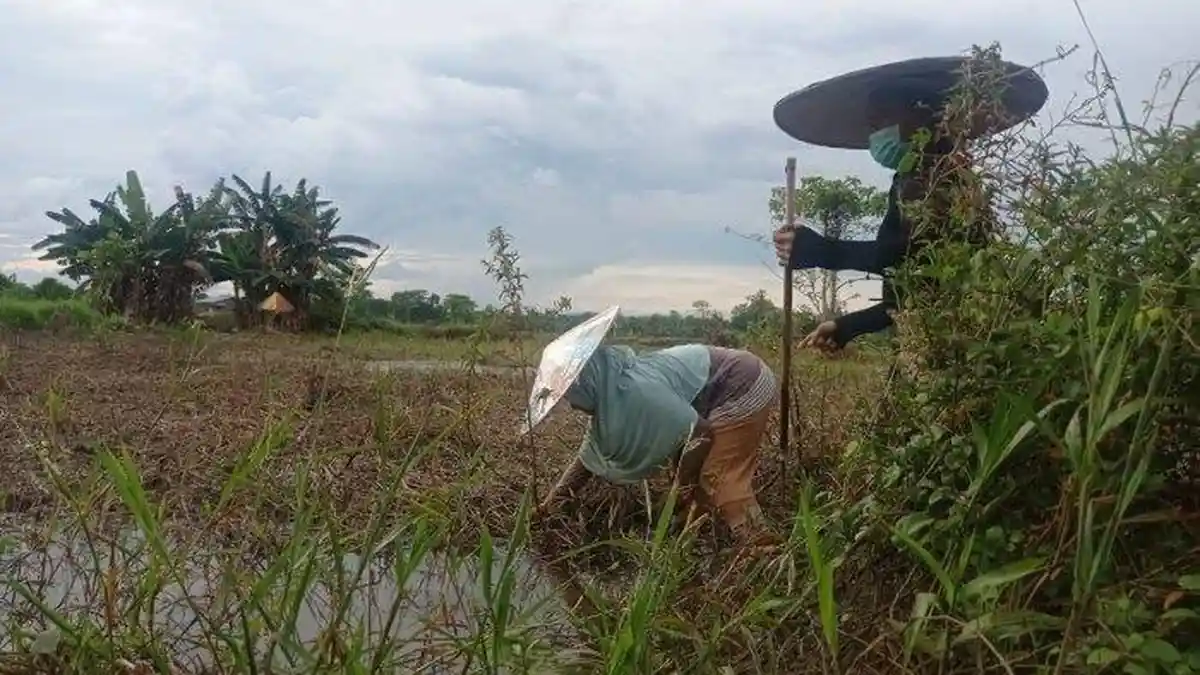 Tahun Ini 118.440 Kg Beras Daerah Tersalurkan, Program Desa Sarjana di Malinau Berlanjut