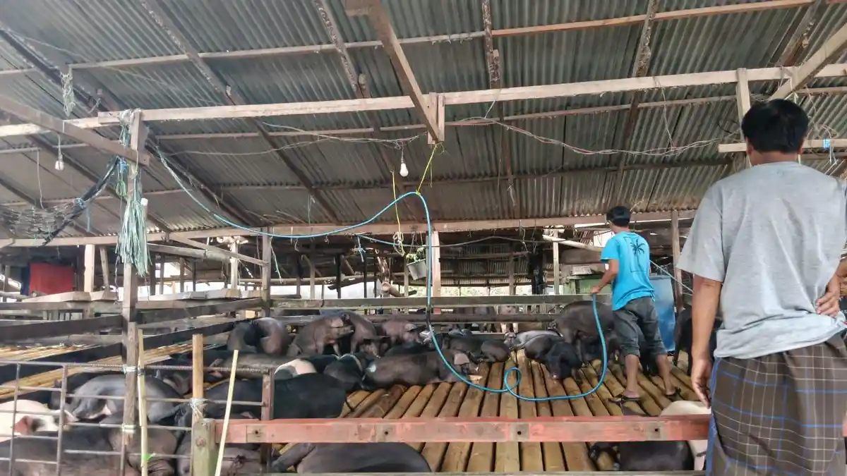 Update Harga Babi di Pasar Hewan Bolu Toraja Utara, Penjualan Sepi Dibanding Bulan Lalu