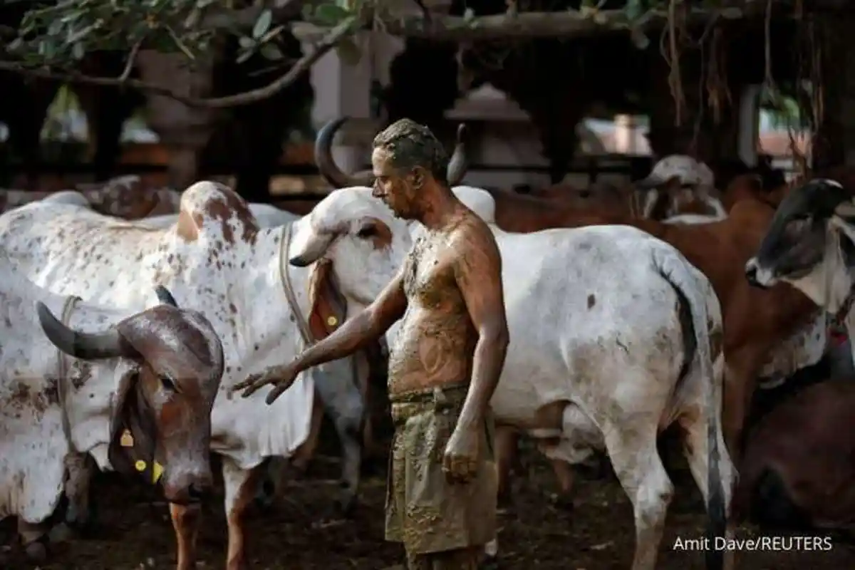 Warga India Pakai 'Ek dan Iek Lumo' Untuk Lawan Covid-19, Setelah Kering Peluk Sapi, Dokter Khawatir