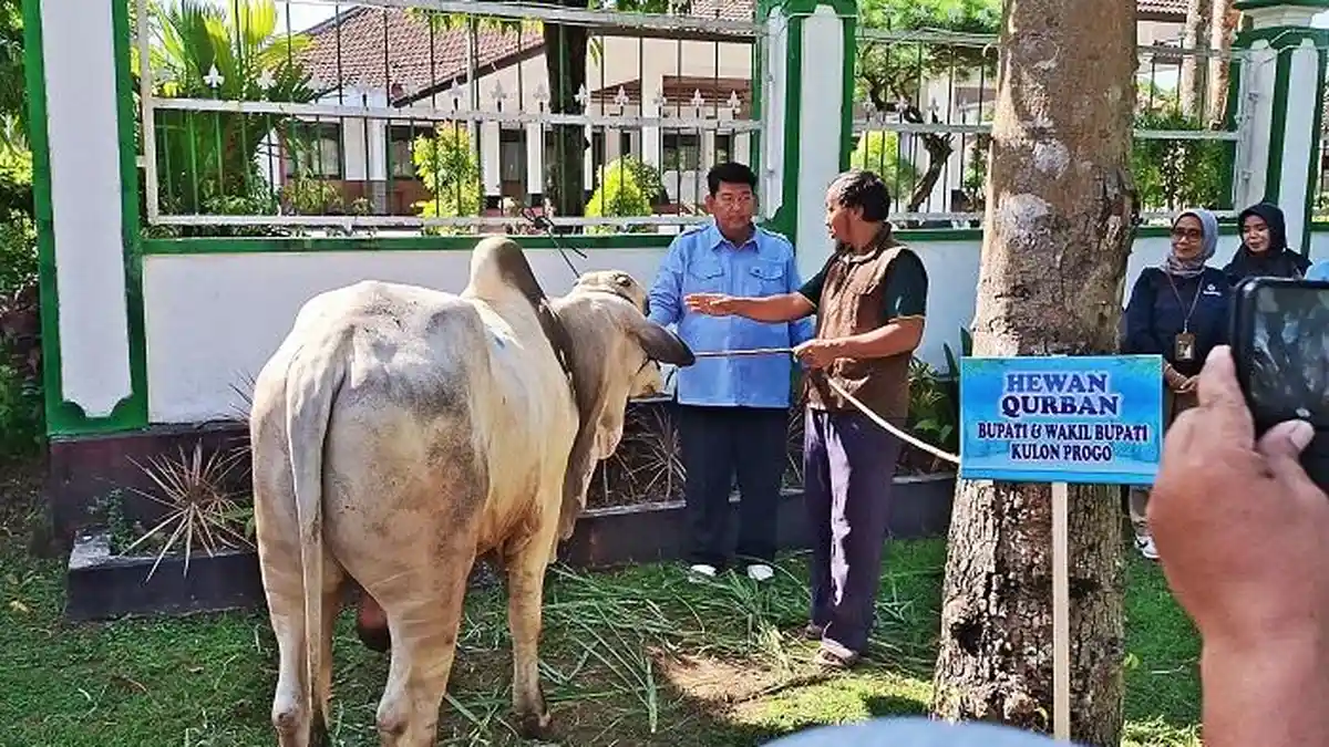 Pemkab Kulon Progo Salurkan Hewan Kurban ke Masyarakat, Ada Sapi Presiden, Gubernur, dan Bupati