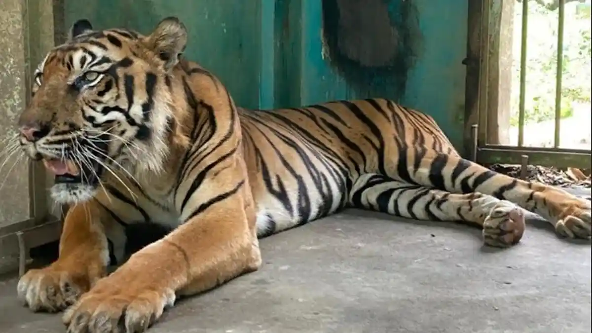 Kenapa Orang Kaya atau Konglomerat Suka Memelihara Harimau atau Singa? Ini Jawabannya