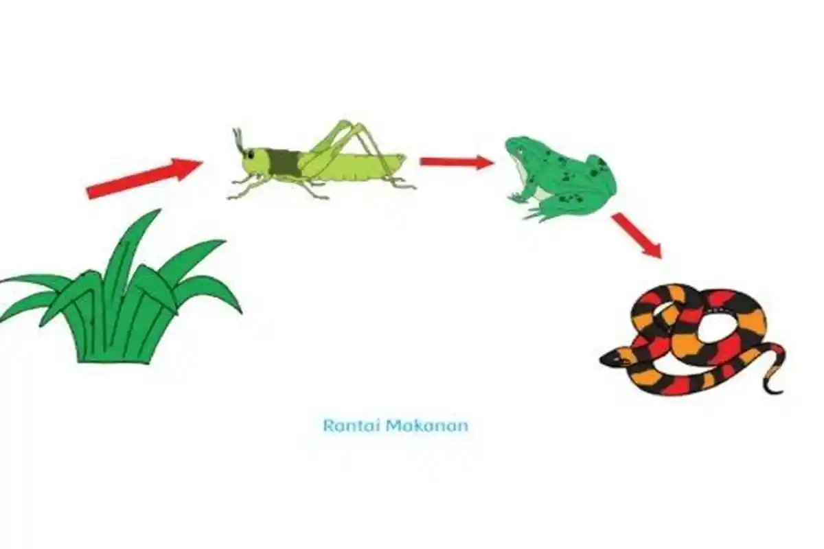 KUNCI JAWABAN Tema 5 Halaman 105, Apa Perbedaan antara Rantai Makanan dan Jaring-jaring Makanan?