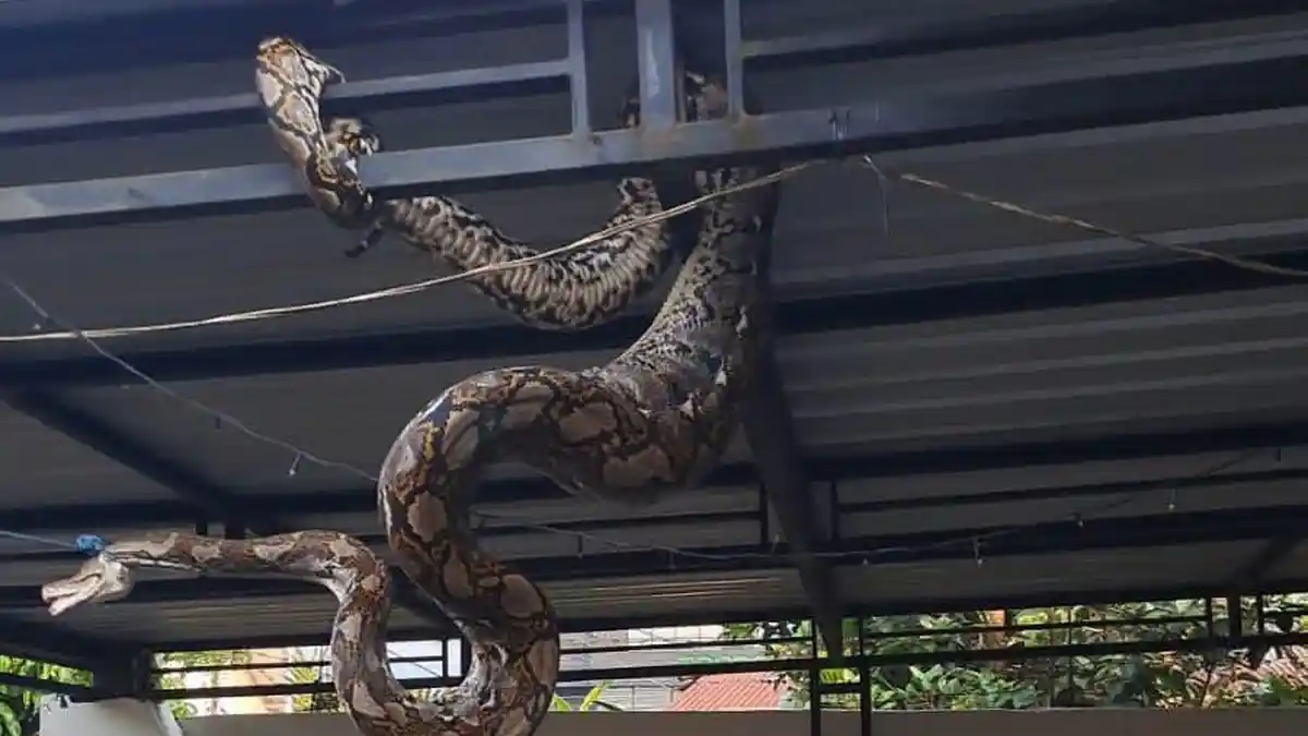 Ular Sanca Sepanjang 5 Meter Gegerkan Warga Kedungmalang Banyumas, 3 Ekor Ayam Lenyap Dimangsa