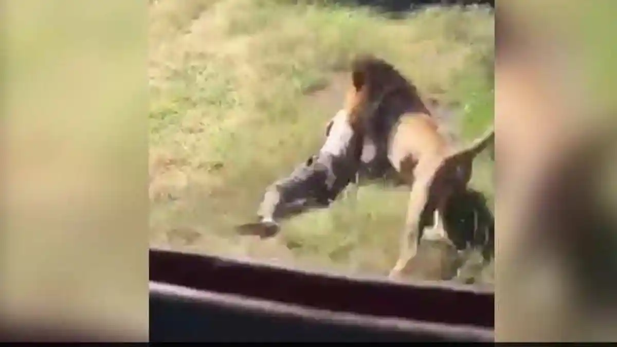 DITERKAM SINGA, Pria Ini Bertarung Hebat Melawan Singa, Wajah Luka-luka tapi Binatang Buas Terbunuh