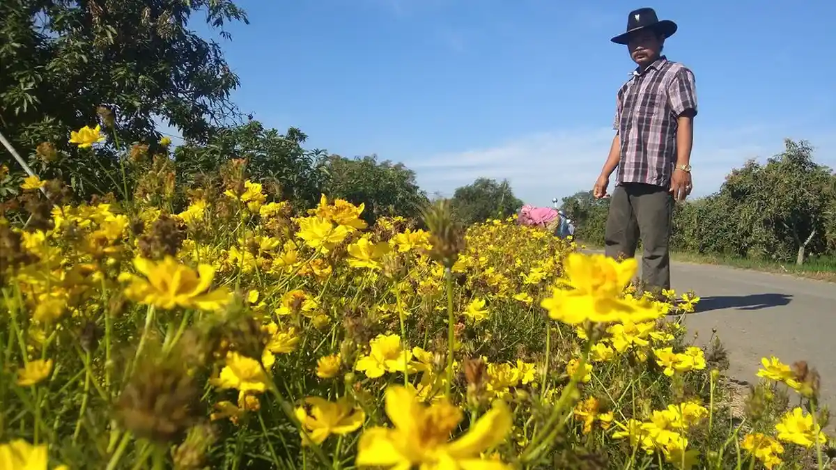 Unik, Pinggiran Sawah di Indramayu Ini Jadi Taman Bunga Indah, Cocok untuk Objek Selfie
