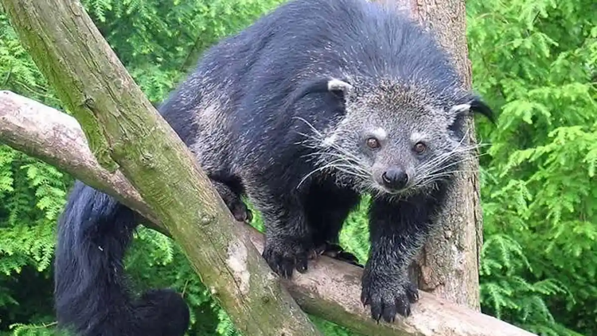 Warga Aripan Solok Lihat Kemunculan Binturong, Hewan Langka Dilindungi Mirip Musang