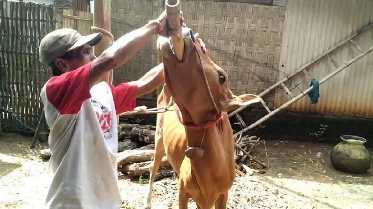 Daging Ternak yang Kena PMK Masih Bisa Dimakan, Jeroan dan Lidah Tidak Bisa Dikonsumsi