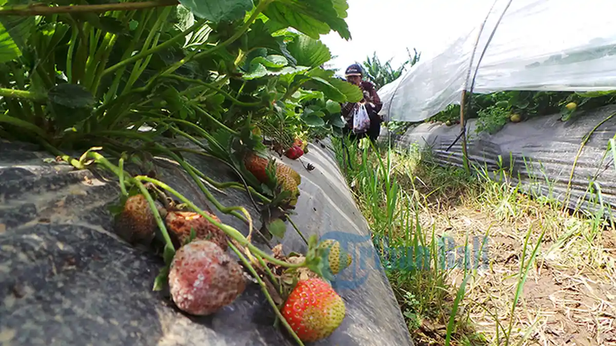 Hasil Panen Stroberi Turun 20 Persen, Harga Naik Rp 35 Ribu per Kg