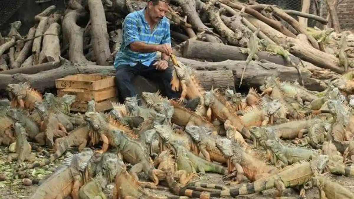 Pria Ini 40 Tahun Bangun Tempat Perlindungan Iguana