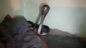 pria-di-india-temukan-ular-kobra-di-dalam-selimutnya-saat-tidur.jpg