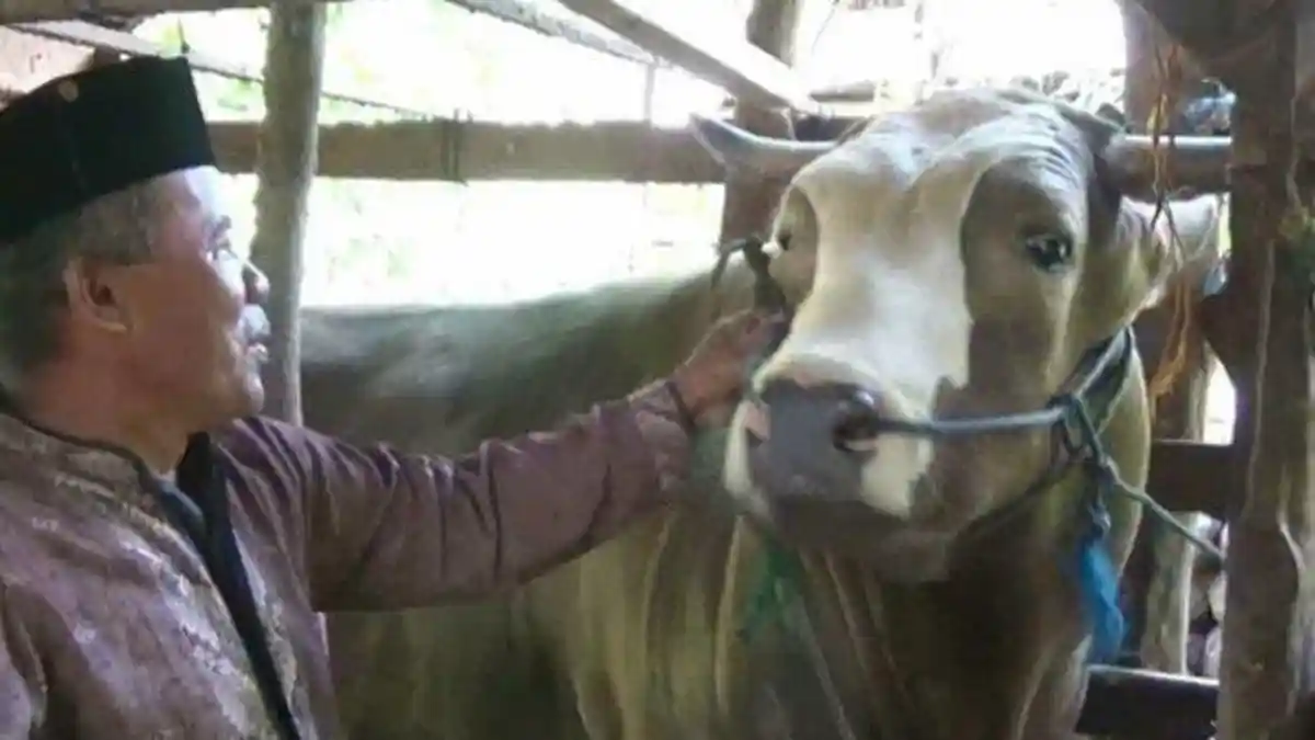 Rahman Takka Beri Perlakuan Khusus untuk Sapi Kurban Milik Jokowi, Berbobot 1,2 Ton