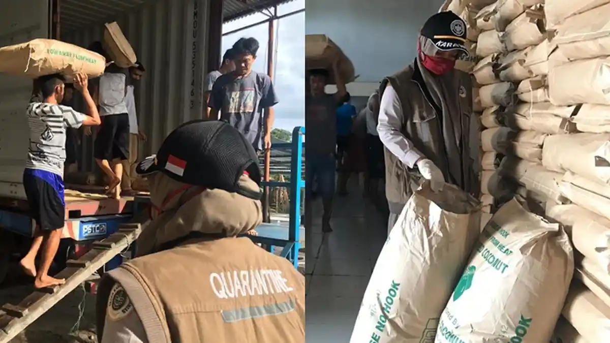 Sulut Ekspor Perdana 104 Ton Komoditas Kelapa Parut ke Brazil